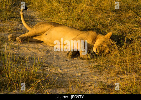 Les Lions se reposant dans le coucher du soleil Banque D'Images