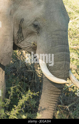 Éléphant mâle solitaire dans le Delta de l'Okavango Banque D'Images