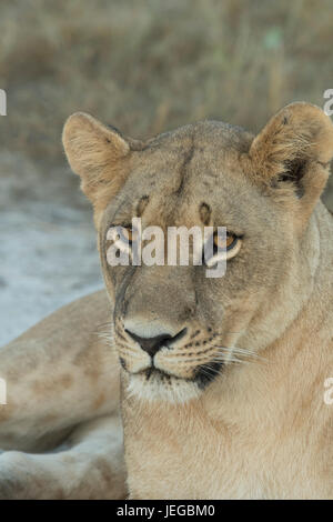 Lionne couchée sur le sable dans le Botswana Mombo Banque D'Images