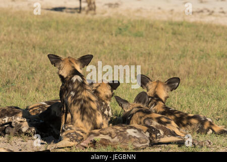 Le Cap, les chiens de chasse les chiens sauvages d'afrique Banque D'Images