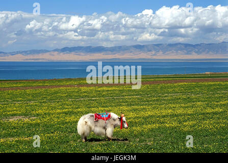 (170625) -- LANZHOU, 25 juin 2017 (Xinhua) -- Photo prise le 22 juin 2017 montre un yak sur un champ de canola près du lac Qinghai, dans le nord-ouest de la Chine, Province de Qinghai. (Xinhua/Li Un) (wyo) Banque D'Images