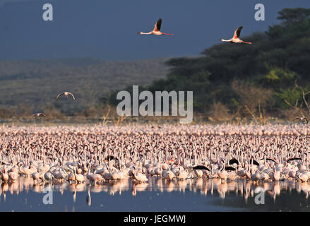 Le lac Bogoria. 19 Juin, 2017. Troupeaux de flamants sont vus à l'eau peu profonde du lac Bogoria, au Kenya, le 19 juin 2017. Crédit : Chen Cheng/Xinhua/Alamy Live News Banque D'Images