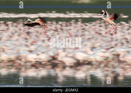Le lac Bogoria. 19 Juin, 2017. Troupeaux de flamants sont vus à l'eau peu profonde du lac Bogoria, au Kenya, le 19 juin 2017. Crédit : Chen Cheng/Xinhua/Alamy Live News Banque D'Images