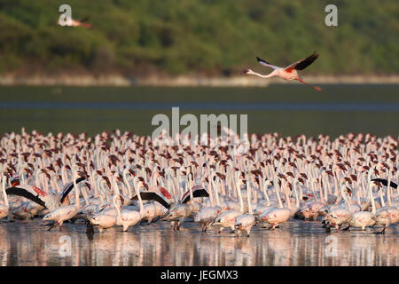 Le lac Bogoria. 19 Juin, 2017. Troupeaux de flamants sont vus à l'eau peu profonde du lac Bogoria, au Kenya, le 19 juin 2017. Crédit : Chen Cheng/Xinhua/Alamy Live News Banque D'Images