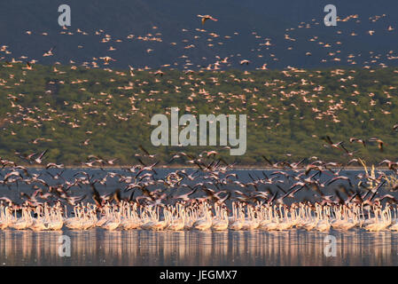 Le lac Bogoria. 19 Juin, 2017. Troupeaux de flamants sont vus à l'eau peu profonde du lac Bogoria, au Kenya, le 19 juin 2017. Crédit : Chen Cheng/Xinhua/Alamy Live News Banque D'Images