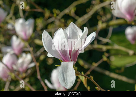 Tulip magnolia, Magnolia soulangeana , Tulpen-Magnolie (Magnolia × soulangeana) Banque D'Images