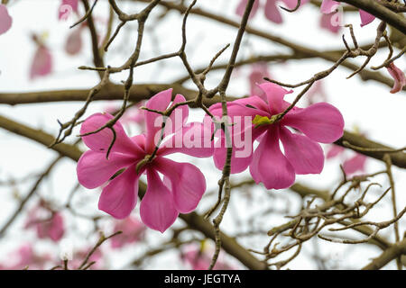 Magnolia, Magnolia sprengeri var. diva , Magnolie (Magnolia sprengeri var. diva) Banque D'Images