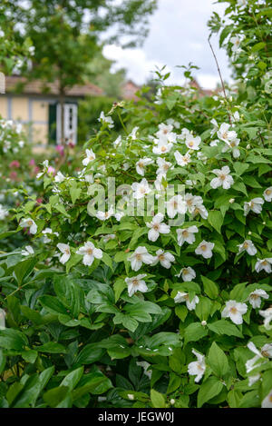 Faux jasmin, Philadelphus Barking Etoile , Falscher Jasmin (Philadelphus 'Belle Etoile') Banque D'Images