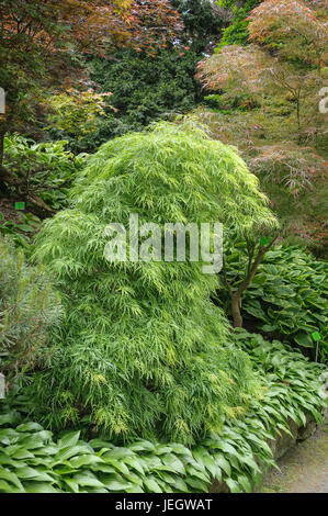 Fente, érable japonais Acer palmatum Dissectum , Schlitz-Ahorn Japanischer (Acer palmatum 'Dissectum') Banque D'Images