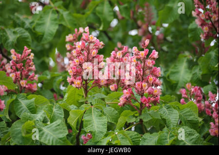 Le marronnier rouge, Aesculus carnea Briotii , Rote Roßkastanie (Aesculus × 'carnea Briotii') Banque D'Images