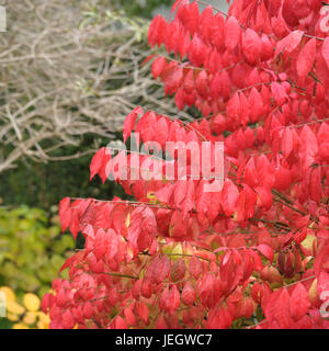 La fusée-aile Euonymus alatus Compactus, arbustes , Flügel-Spindelstrauch (Euonymus alatus 'Compactus') Banque D'Images