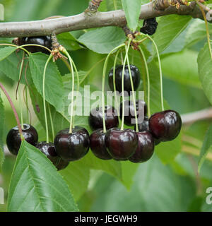 Pour le cerisier, Prunus avium Annabella , Süßkirsche (Prunus avium 'Annabella') Banque D'Images