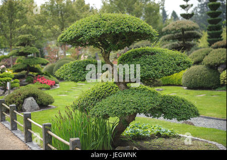 Jardin japonais, faux hêtre, Nothofagus antarctica , Japanischer Garten, Scheinbuche (Nothofagus antarctica) Banque D'Images