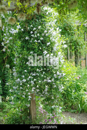 L'analyse des forêts, Clematis Caerulea Luxurians , Waldrebe (Clematis 'Caerulea Luxurians') Banque D'Images