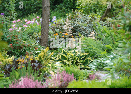 Jardin botanique, la montagne chrétienne Funkie, Hosta , Botanischer Garten Christiansberg, Funkie (Hosta) Banque D'Images