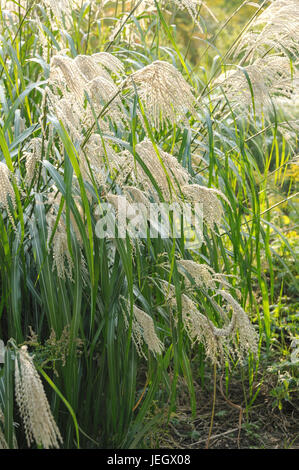 Chine reed, Miscanthus sinensis silver feather , Chinaschilf (Miscanthus sinensis 'Silberfeder') Banque D'Images