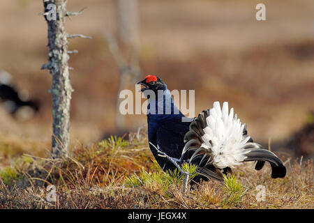 Lyrurus tetrix tétras,, Tetrao tetrix, Hen, , Birkhuhn, Henne Banque D'Images