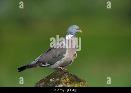 Ringlet, pigeon Columba palumbus , Ringeltaube (Columba palumbus) Banque D'Images