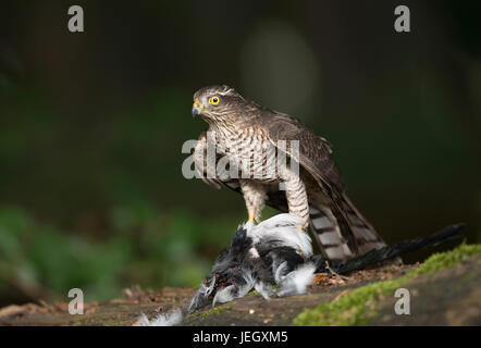 Sparrow Hawk, Accipiter nisus, Sperber (Accipiter nisus) Banque D'Images