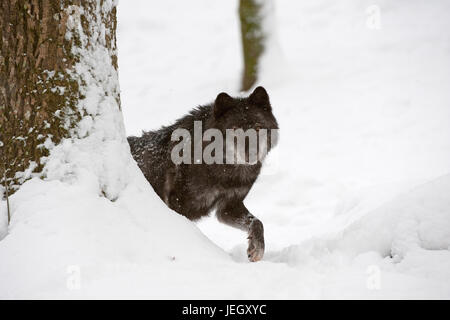 Timberwolf, Canis lupus lycaon, Loup gris (Canis lupus lycaon) Banque D'Images