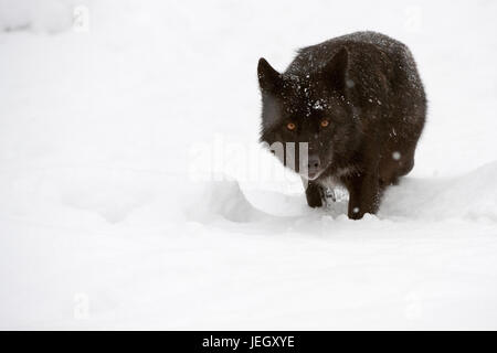 Timberwolf, Canis lupus lycaon, Loup gris (Canis lupus lycaon) Banque D'Images