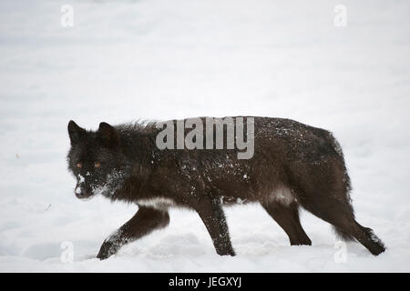 Timberwolf, Canis lupus lycaon, Loup gris (Canis lupus lycaon) Banque D'Images