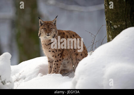 En hiver, lynx Lynx lynx, Luchs im Winter Banque D'Images