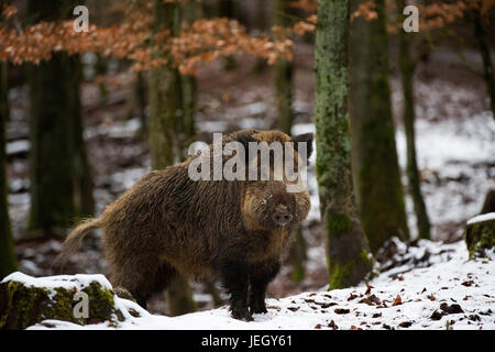 Sanglier sur l'alimentation d'hiver recherchez, Sus scrofa, Wildschwein Nahrungssuche auf d'hiver Banque D'Images