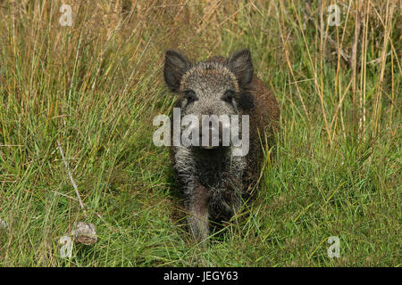 Sanglier sur l'alimentation d'hiver recherchez, Sus scrofa, Wildschwein Nahrungssuche auf d'hiver Banque D'Images