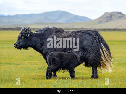 Yak noir Vache et son veau, Orchon Khangai Nuruu, vallée du Parc National, la Mongolie Aimag, Oevoerkhangai Banque D'Images