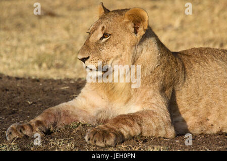 Un jeune lion (Panthera leo) repose sur l'alimentation après un kill. Ol Pejeta Conservancy, au Kenya. Banque D'Images