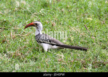 Un homme von der Decken's hornbill (Tockus deckeni) dans l'herbe verte. Lewa Wildlife Conservancy, au Kenya. Banque D'Images