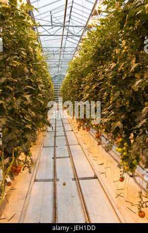 De plus en plus des tomates dans une serre de la géothermie à effet Fridheimar, Islande. Banque D'Images
