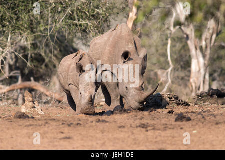 Mère Rhino et son petit trou de l'eau approche avec prudence, Mkhuze Game Reserve, Afrique du Sud Banque D'Images