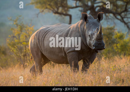 Le rhinocéros blanc à la fin de lumière du soir. Près de Berg-En-Dal, Kruger Park, Afrique du Sud Banque D'Images