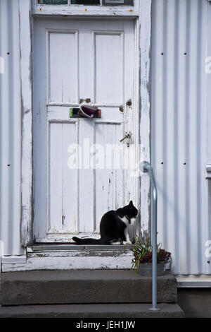 Un chat noir et blanc assis à l'extérieur un cadre rustique porte avant. Reykjavik, Islande. Banque D'Images