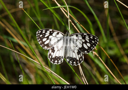 En marbre blanc, espagnol Melanargia ines, papillon, Andalousie, espagne. Banque D'Images