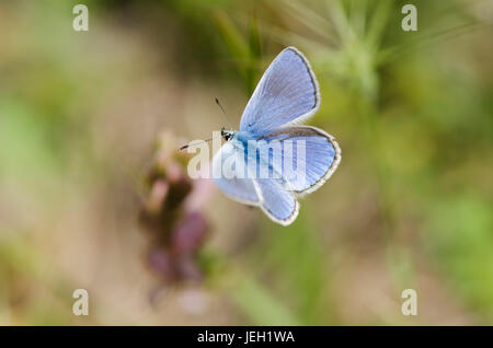 Un mâle bleu commun du Sud, Le Papillon bleu, Polyommatus icarus/celina, Andalousie, espagne. Banque D'Images