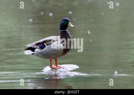 Canard colvert assis sur un rocher Banque D'Images