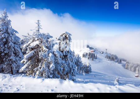 Forêt de pins et les pistes de ski couvertes de neige sur la saison d'hiver en Poiana Brasov Banque D'Images