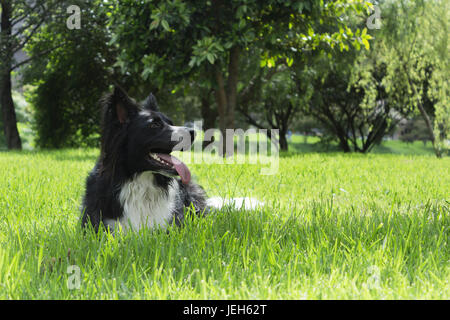 Border collie Banque D'Images