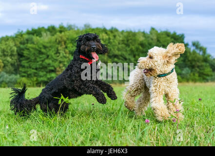 Deux chiens jouent dans un champ d'herbe ; Whitburn, Tyne et Wear, Angleterre Banque D'Images