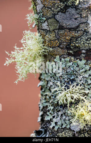 Les lichens forment des configurations sur l'écorce d'un arbrisseau ; Astoria, Oregon, United States of America Banque D'Images