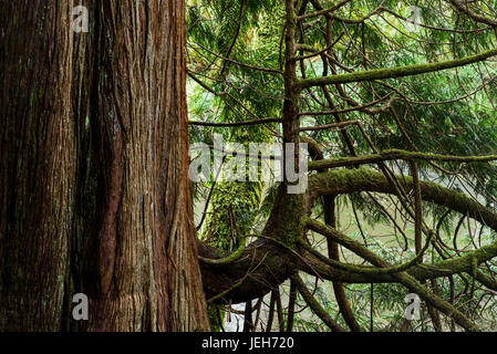 D'immenses arbres de cèdre rouge de l'Ecola Creek se trouvent en réserve forestière ; Cannon Beach, Oregon, United States of America Banque D'Images