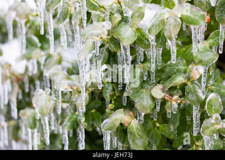 Les feuilles des plantes recouverte de glace et de glaçons ; Ontario, Canada Banque D'Images