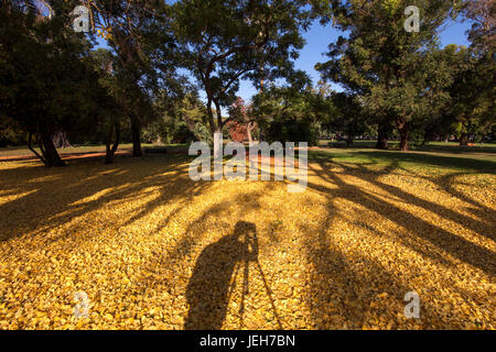 Photographier l'automne. Bois de Palermo, Buenos Aires, Argentine. Banque D'Images