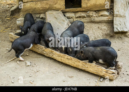 L'alimentation des porcs à un creux ; Province de Luang Prabang, Laos Banque D'Images