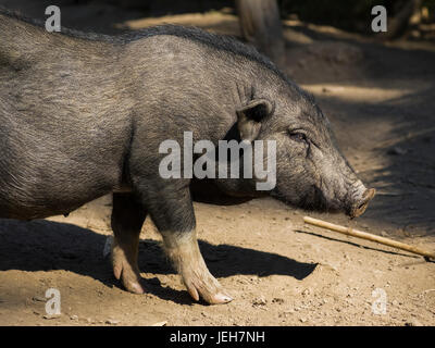 Un cochon noir, Province de Luang Prabang, Laos Banque D'Images