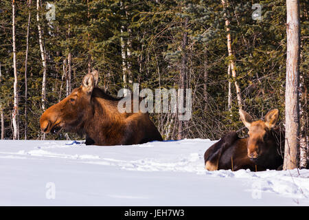 Une vache et son veau orignal (Alces alces) lit vers le bas dans la neige derrière une résidence à Delta Junction, Alaska, United States of America Banque D'Images