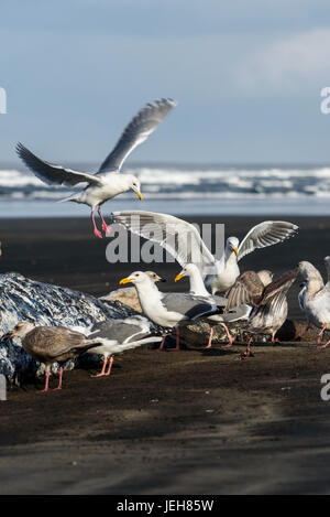 Fête des mouettes sur un cachalot qui s'est échoué sur une plage sur la côte de l'Oregon ; Hammond, Oregon, United States of America Banque D'Images